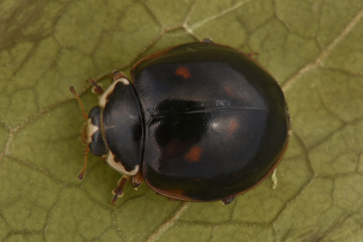 Coccinellidae: Harmonia axyridis